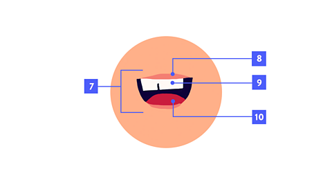 Mouth labelled: mouth, lip, tooth, tongue
