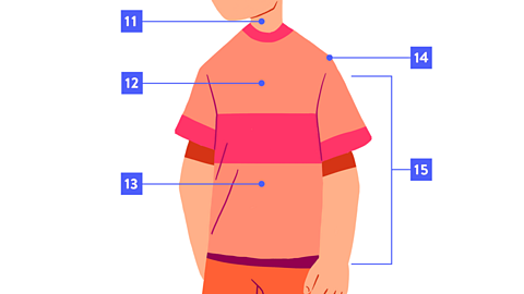 Torso labelled: neck, chest, stomach, shoulder, arm