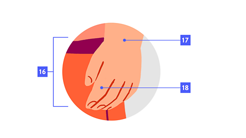 A labelled hand: hand, wrist, finger