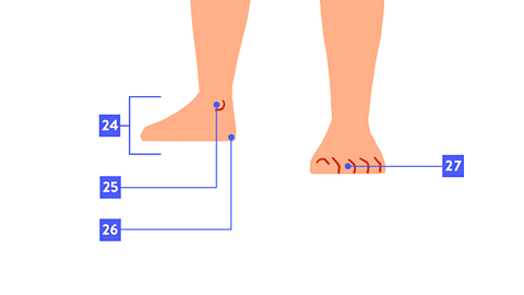 Feet labelled: foot, ankle, heel, toe