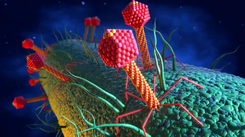 CrowdScience, CrowdScience, Are viruses the key to fighting infections?