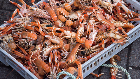 A crate full of langoustines 