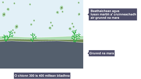 Dealbh 1: Beathaichean agus lusan marbh a' cruinneachadh air grunnd na mara