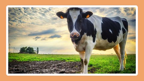 A mature cow grazing in open pastures.