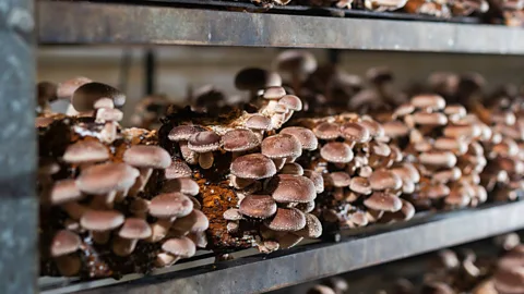 Business Daily, Business Daily, The power of fungi