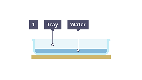 An image of a tray filled with a shallow layer of water in.