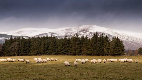 Lots of sheep grazing on grass with snow-capped mountains in the background