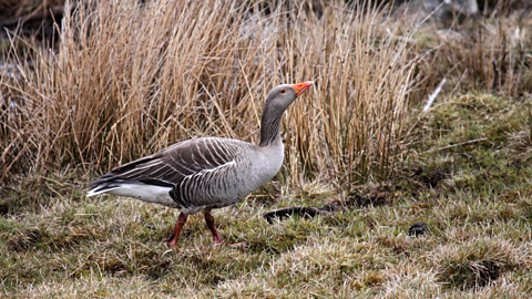 A Greylag goose