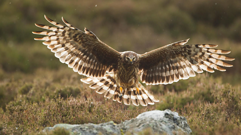 A Hen harrier in flight