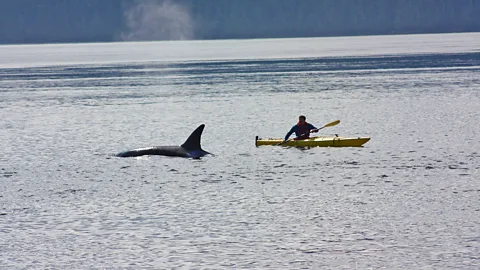 Costing the Earth, Costing the Earth, Steve Backshall Listens to the Whales