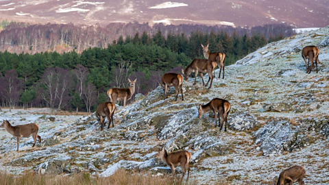 Ten deer grazing on frosty hillside