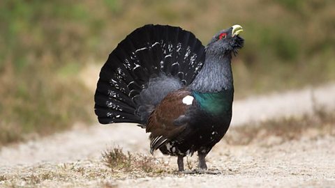 A Capercaillie