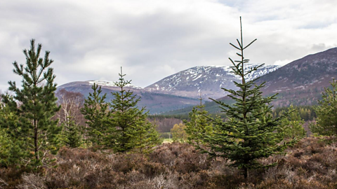 Glen Feshie forest with snow topped mountains in the background