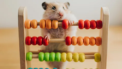 CrowdScience, CrowdScience, Can animals count?