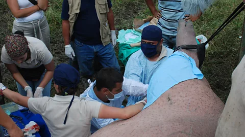 Witness History, Witness History, Castrating Pablo Escobar's hippos