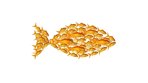 CrowdScience, CrowdScience, Why are fish fish-shaped?
