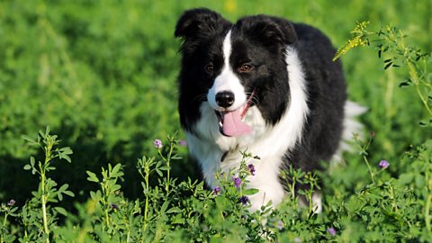 Farmer McHugh's sheep dog