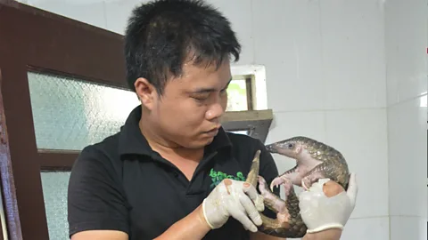 Costing the Earth, Costing the Earth, Saving Vietnam's Wildlife
