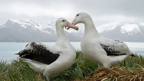 People Fixing the World, Albatrosses and oysters fixing the world