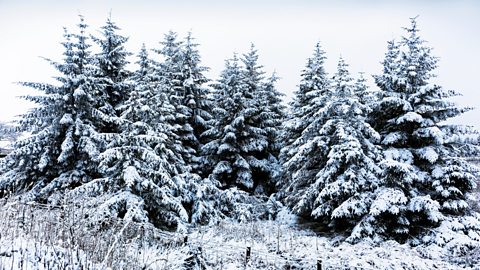 Craobhan-giuthais ann an sneachd sa gheamhradh