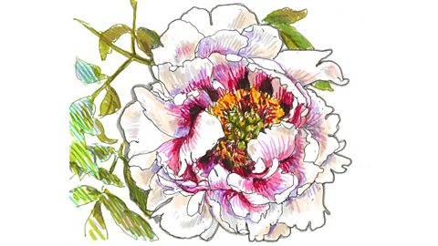 Felt-tip pen drawing of a peony flower, stem and leaves against a white background