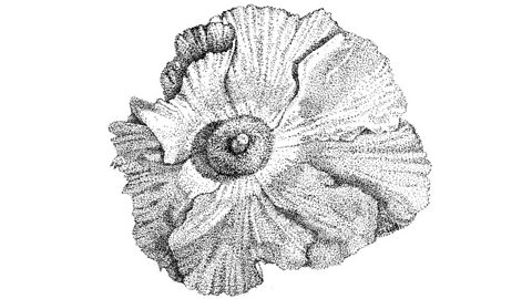 Black and white pen drawing of a poppy composed of small dots