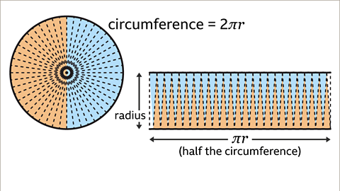 The image shows two shapes. This time, the circle has been split into forty eight sectors. Half of the sectors are coloured orange and half are coloured blue. Written right: circumference equals two pi r. The second diagram shows the forty eight sectors rearranged into an improved approximation of a rectangle. The direction of the sectors alter nate. The width of the rectangle has been labelled, radius. The length of the rectangle has been labelled, pi r.  Written beneath: half the circumference.