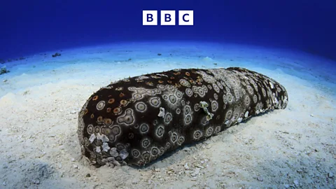 Witness History, Witness History, Galápagos Islands’ sea cucumber dispute