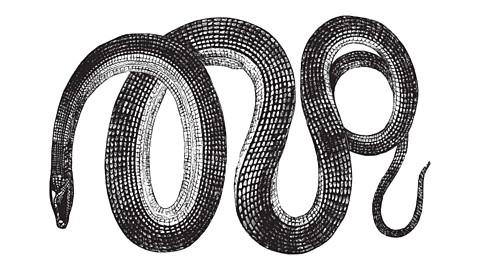 A black-and-white print of a coiling snake