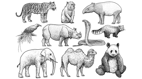 10 different black-and-white animal prints - including tiger, panda, elephant, snake and more