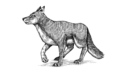 A black-and-white detailed print of a wolf walking