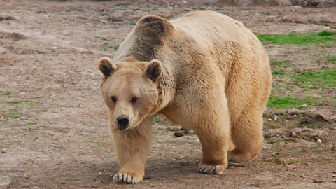 Brown bear