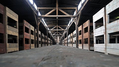 A photograph of wooden bunks in a dormitory at Auschwitz.