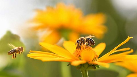 A close-up of bee on a yellow flower and a second bee hovering next to it