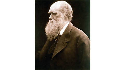 A black and white portrait showing Charles Darwin facing the beside the camera.