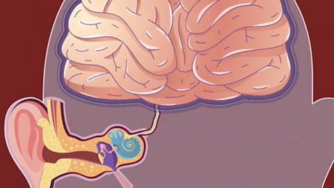 A diagram of human hearing showing an outer ear, inner ear and electrical impulse to the brain.