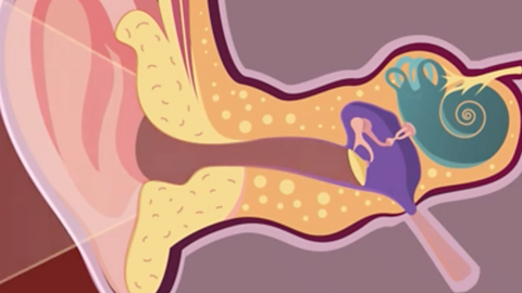 An inner ear diagram showing the ear canal, ear drum, connecting bones and cochlea.