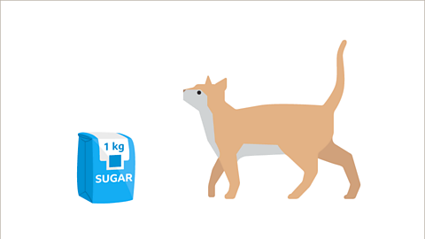 A series of two images. The first image is a one kilogram bag of sugar. The second image shows the same image of the cat as the previous.