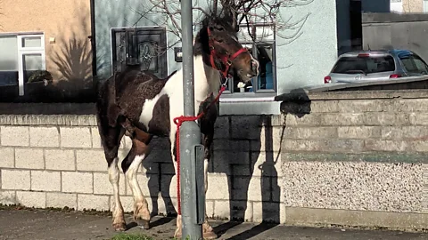 The Documentary Podcast, Ireland’s Urban Horses