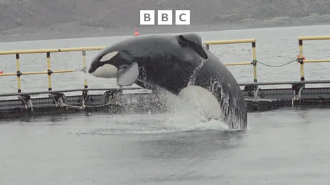 Witness History, Witness History, Keiko: Freeing 'Free Willy'