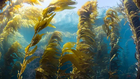 Could giant kelp help power our planes?