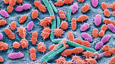 Discovery, Discovery, Our Microbes and Our Health