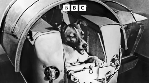 Witness History, Witness History, The first dog in space