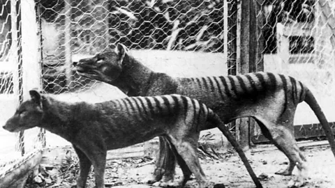 Business Daily, Business Daily, Bringing the Tasmanian Tiger back from extinction