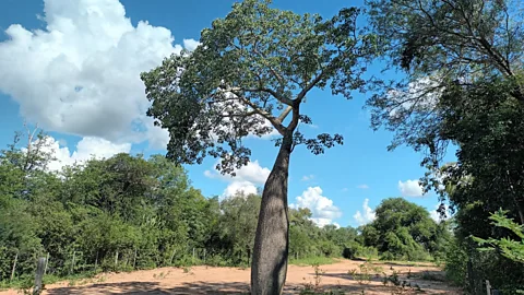 The Documentary Podcast, Gran Chaco - Paraguay’s vanishing forest