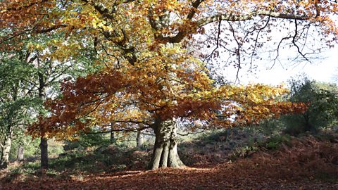 BBC Radio 4 - Gardeners' Question Time - Episode guide