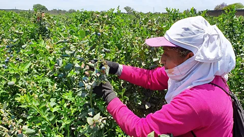 Business Daily, Business Daily, Peru’s blueberry boom