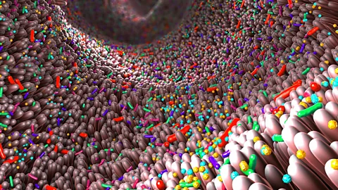 CrowdScience, CrowdScience, What's living inside my gut?