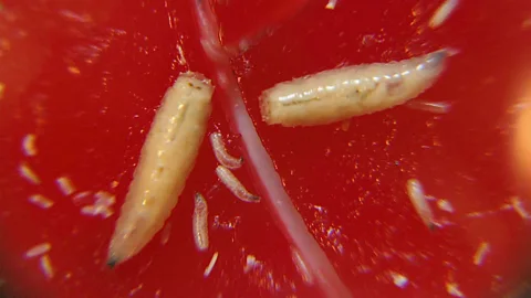 Discovery, Discovery, Maggots in medicine