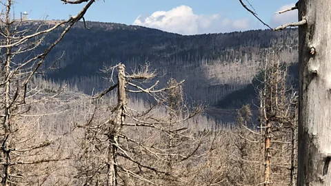 The Documentary Podcast, Germany’s forests under threat